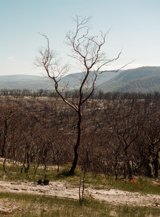 Image of burnt tree